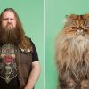 ⁦משחק זכרון Do You Look Like Your Cat?⁩ – תמונה ⁦2⁩