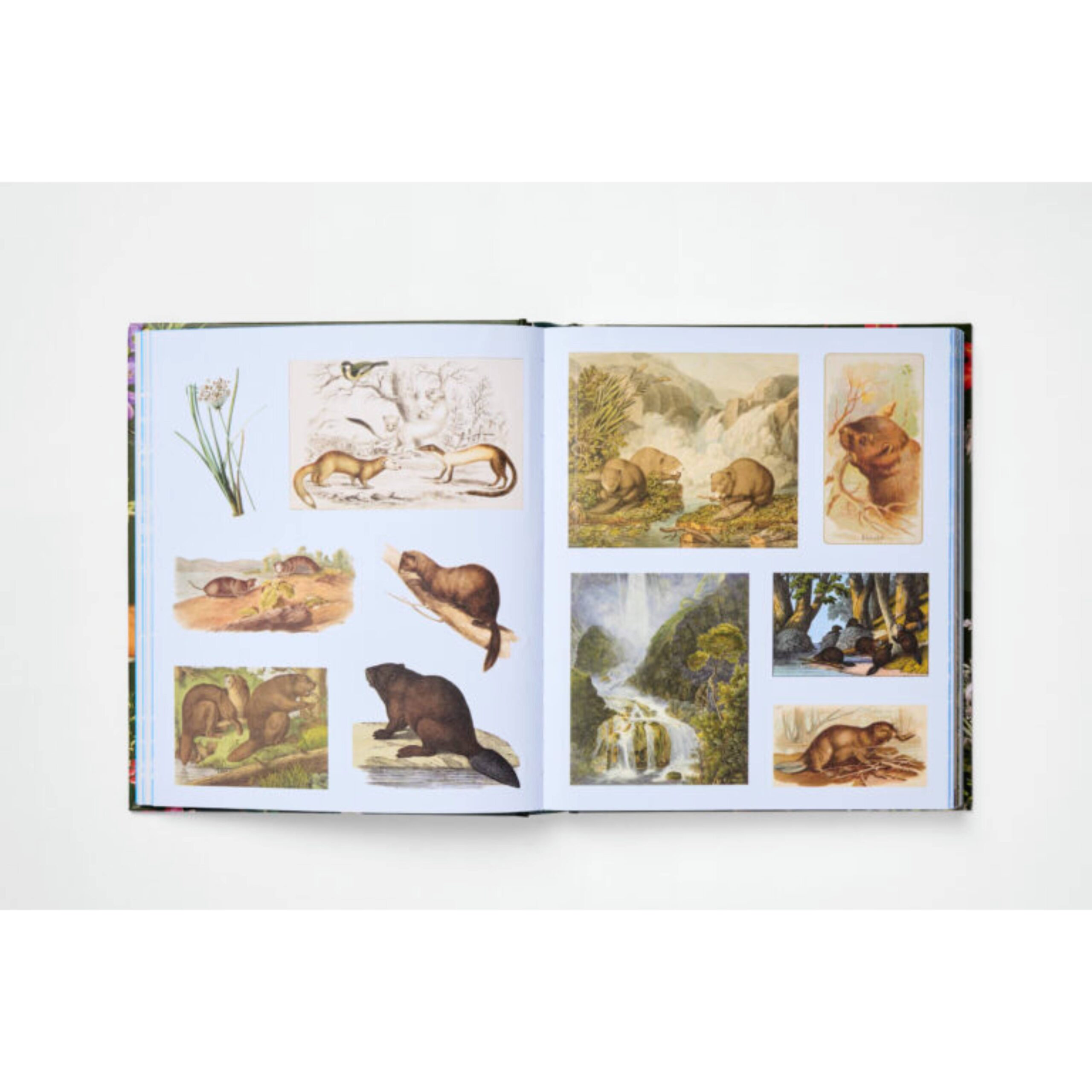 The Sticker Treasury of Woodland Adventures – תמונה 2